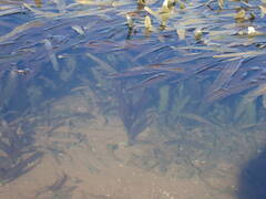 Vallisneria australis