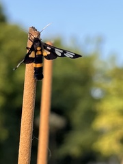 Amata sperbius