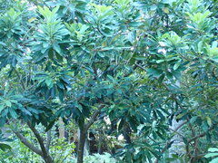 Daphniphyllum oldhami