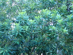 Daphniphyllum oldhami