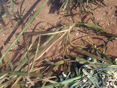 Vallisneria australis