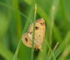 Chrysolarentia correlata