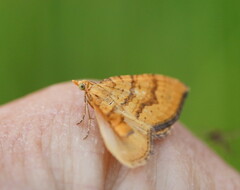 Chrysolarentia correlata