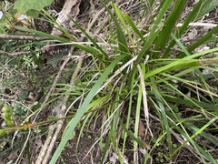 Libertia