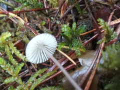 Mycena galopus