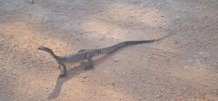 Varanus gouldii
