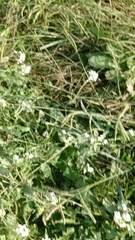 Heliotropium europaeum