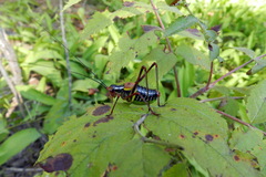 Barbitistes constrictus