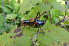 Barbitistes constrictus