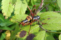 Barbitistes constrictus