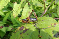 Barbitistes constrictus