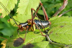 Barbitistes constrictus