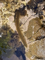 Myriogloea intestinalis