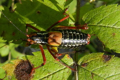 Barbitistes constrictus