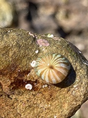 Anthothoe albocincta