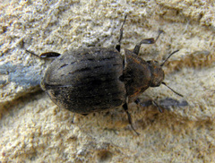 Byrrhus pilula