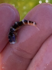Cellana ornata
