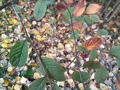 Cotoneaster bullatus