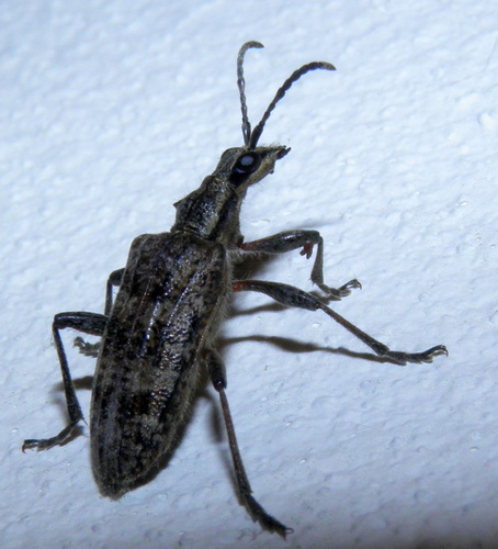 Ribbed Pine Borer, Noord Tilburg, Tilburg, Nederland, photo 10 of 10