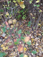 Cotoneaster bullatus