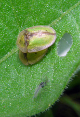 Cassida vibex