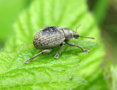 Attactagenus plumbeus