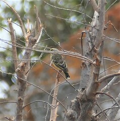 Crithagra mozambica