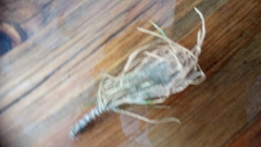 Thaumetopoea pityocampa