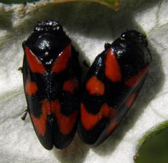Cercopis vulnerata