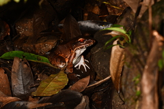 Leptodactylus savagei