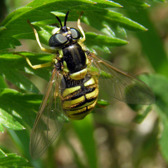 Chrysotoxum cautum