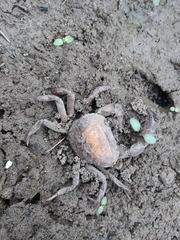 Parathelphusa convexa