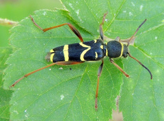 Clytus arietis