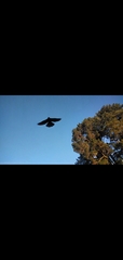 Falco novaeseelandiae