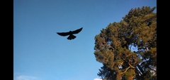 Falco novaeseelandiae