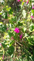 Mirabilis jalapa