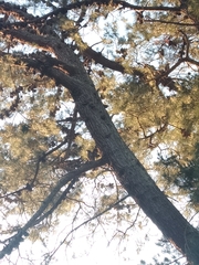 Falco novaeseelandiae