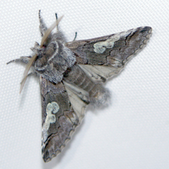 Diloba caeruleocephala