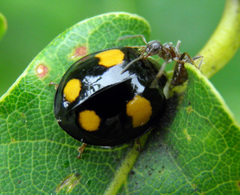 Harmonia axyridis