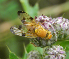 Xyphosia miliaria