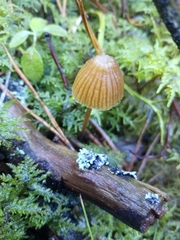 Mycena metata