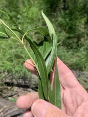 Parsonsia eucalyptophylla
