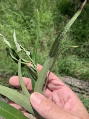 Parsonsia eucalyptophylla