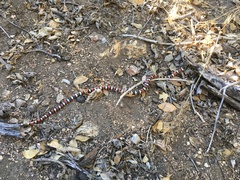 Lampropeltis multifasciata