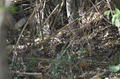 Oryctolagus cuniculus