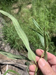 Parsonsia eucalyptophylla