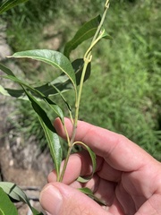 Parsonsia eucalyptophylla