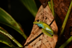 Boana rufitela