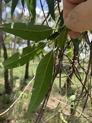 Parsonsia eucalyptophylla
