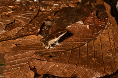 Lithobates warszewitschii
